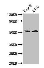SPRED1 Antibody in Western Blot (WB)