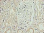 SLC46A3 Antibody in Immunohistochemistry (Paraffin) (IHC (P))