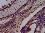 BRAP Antibody in Immunohistochemistry (Paraffin) (IHC (P))