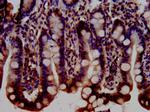 BRAP Antibody in Immunohistochemistry (Paraffin) (IHC (P))