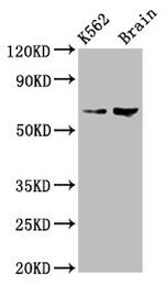 BRAP Antibody in Western Blot (WB)