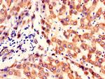 KBTBD6 Antibody in Immunohistochemistry (Paraffin) (IHC (P))