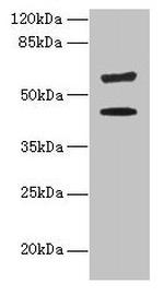 KRT73 Polyclonal Antibody