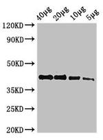 beta Actin Polyclonal Antibody