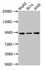 CHD1L Antibody in Western Blot (WB)