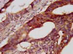 CDH7 Antibody in Immunohistochemistry (Paraffin) (IHC (P))