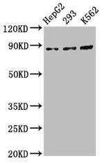 CDH7 Antibody in Western Blot (WB)