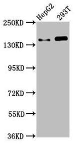 SMC5 Polyclonal Antibody