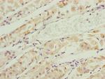 RNF135 Antibody in Immunohistochemistry (Paraffin) (IHC (P))