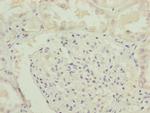 RNF135 Antibody in Immunohistochemistry (Paraffin) (IHC (P))