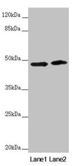 RNF135 Antibody in Western Blot (WB)