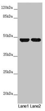 RNF135 Antibody in Western Blot (WB)