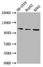ULK2 Antibody in Western Blot (WB)