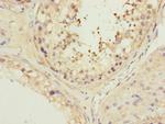 MFN1 Polyclonal Antibody