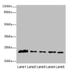 MMD2 Antibody in Western Blot (WB)