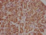 APCDD1 Polyclonal Antibody
