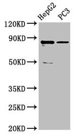 C6orf97 Polyclonal Antibody