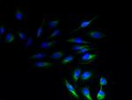 NRSN1 Polyclonal Antibody