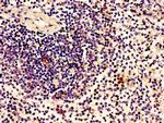 ARCH Antibody in Immunohistochemistry (Paraffin) (IHC (P))