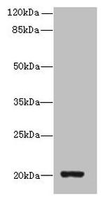 ARCH Antibody in Western Blot (WB)