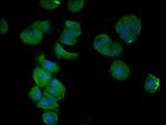 CCDC112 Antibody in Immunocytochemistry (ICC/IF)