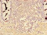 CCDC112 Antibody in Immunohistochemistry (Paraffin) (IHC (P))