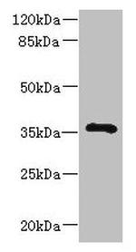 GIMA7 Antibody in Western Blot (WB)