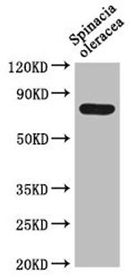 DEG15 Polyclonal Antibody
