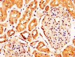 RXFP2 Antibody in Immunohistochemistry (Paraffin) (IHC (P))