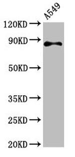 RXFP2 Antibody in Western Blot (WB)