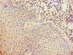 CD35 Polyclonal Antibody