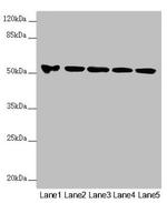 FOXRED1 Antibody in Western Blot (WB)