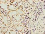 MTERFD1 Polyclonal Antibody