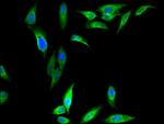 DAZAP1 Polyclonal Antibody