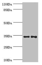 NRBF2 Antibody in Western Blot (WB)