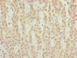 FAHD2A Polyclonal Antibody