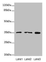 FAHD2A Antibody in Western Blot (WB)