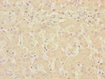 Pirh2 Antibody in Immunohistochemistry (Paraffin) (IHC (P))