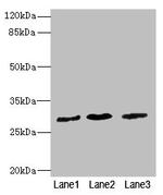 Pirh2 Antibody in Western Blot (WB)