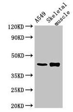 PPM1K Antibody in Western Blot (WB)