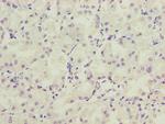 LRRC20 Polyclonal Antibody