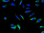 SLC22A17 Polyclonal Antibody