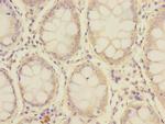 SLC39A7 Antibody in Immunohistochemistry (Paraffin) (IHC (P))