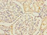 SLC39A7 Antibody in Immunohistochemistry (Paraffin) (IHC (P))