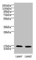 FAM136A Antibody in Western Blot (WB)
