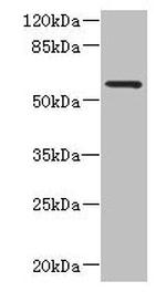FCRL4 Antibody in Western Blot (WB)