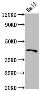 TRIB1 Antibody in Western Blot (WB)