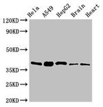 RBFA Antibody in Western Blot (WB)
