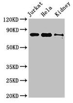 C4orf14 Antibody in Western Blot (WB)