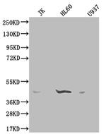 OXER1 Polyclonal Antibody